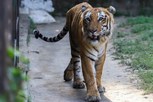 Kiểm lâm giăng bẫy bất thành, hổ xông vào làng cắn chết 3 người dân