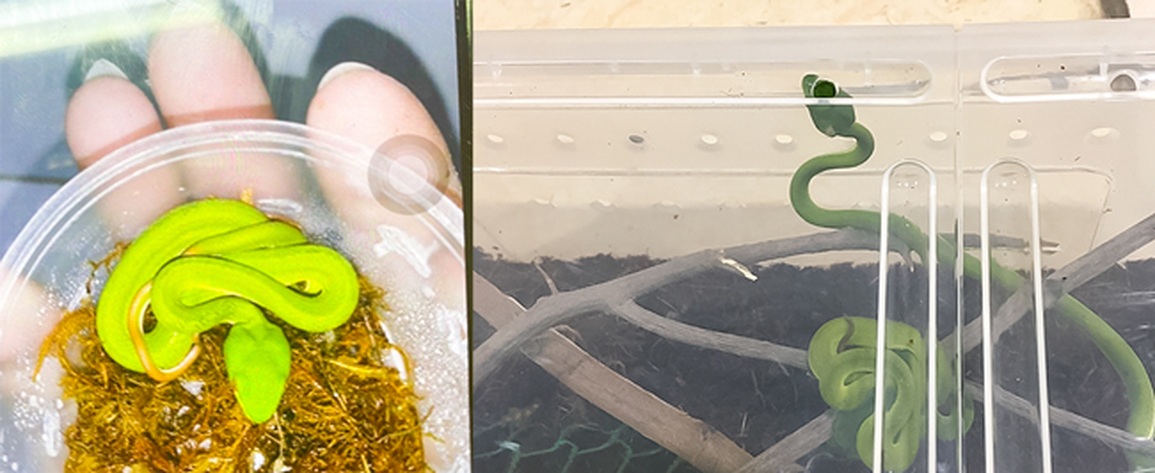 Mua rắn độc về nuôi làm thú cưng, thiếu niên bị rắn cắn nguy hiểm tính mạng - 1 Mua rắn độc về nuôi làm thú cưng, thiếu niên bị rắn cắn nguy hiểm tính mạng - 1