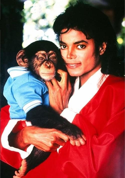 The pain of abandonment of the monkey that was once Michael Jackson's pet - 1