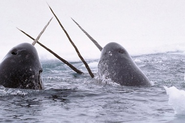 Tìm hiểu về kỳ lân biển