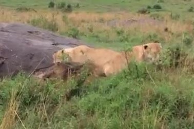 Xem người Việt xem thú hoang ở Kenya