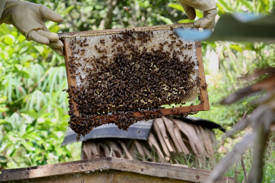 Hà Tĩnh: Làm giàu từ nuôi loài ...ruồi có độc - 2 Hà Tĩnh: Làm giàu từ nuôi loài ...ruồi có độc - 2
