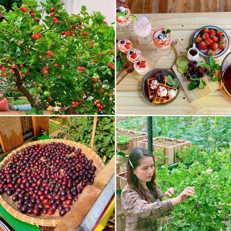 Bỏ 50 triệu đồng cải tạo vườn chuối thành khu sinh thái trong mơ - 9 Bỏ 50 triệu đồng cải tạo vườn chuối thành khu sinh thái trong mơ - 9