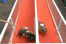 Độc lạ cuộc thi "cua thủ" có tốc độ bò nhanh nhất ở Cà Mau