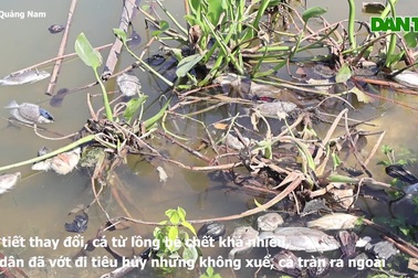 Cá nuôi lồng bè chết bốc mùi hôi thối trên sông Cổ Cò ở Hội An
