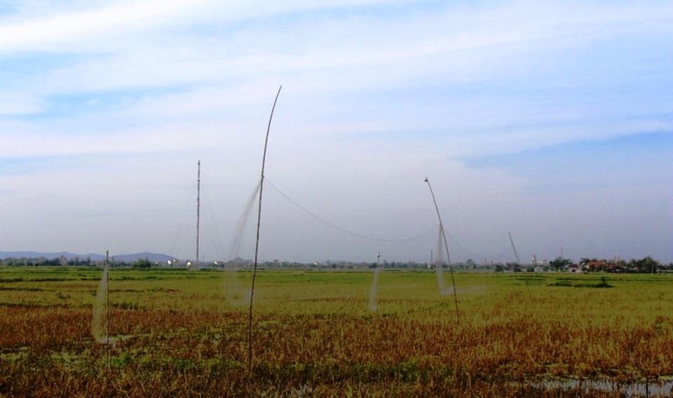 Chim trời bán đầy ngoài chợ, mua dễ như... mớ rau - 1 Chim trời bán đầy ngoài chợ, mua dễ như... mớ rau - 1
