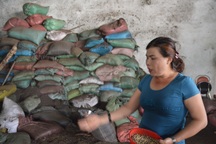 Vụ tạp chất cà phê trộn pin: "Chủ yếu là doanh nghiệp lừa nhau"