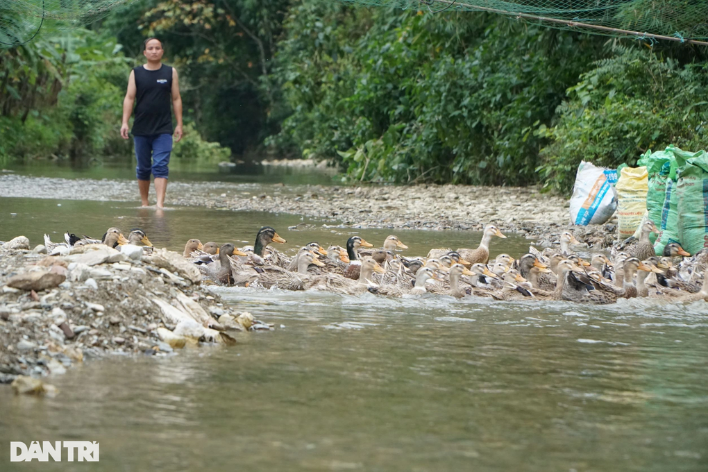 Chàng trai dân tộc Thái thoát nghèo nhờ nuôi giống vịt siêu ngon - 2 Chàng trai dân tộc Thái thoát nghèo nhờ nuôi giống vịt siêu ngon - 2