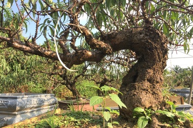 Tết này, đào Thất Thốn sẽ không tăng giá?