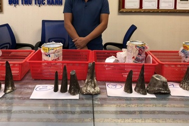 12 khúc sừng tê giác trị giá 8 tỷ ngụy trang trong hộp sữa bột