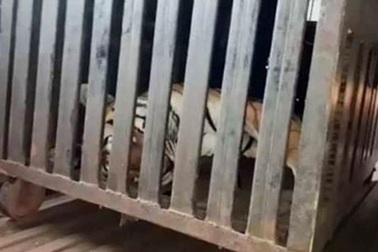 Con hổ khát máu ăn thịt 13 người ở Ấn Độ đã bị tiêu diệt