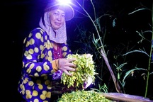 Xuyên đêm hái bông điên điển