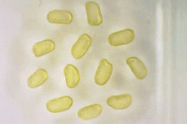 Các nhà khoa học vừa tạo ra chất lỏng từ tính vĩnh viễn đầu tiên