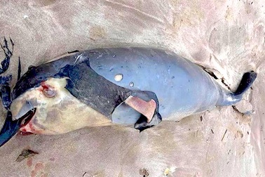 Cá voi chết dạt vào bờ biển Nghệ An