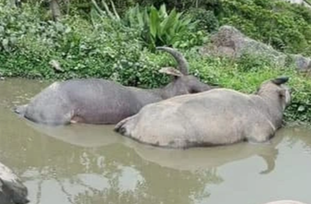 Sét đánh chết 5 con trâu ở Hà Giang - 1 Sét đánh chết 5 con trâu ở Hà Giang - 1