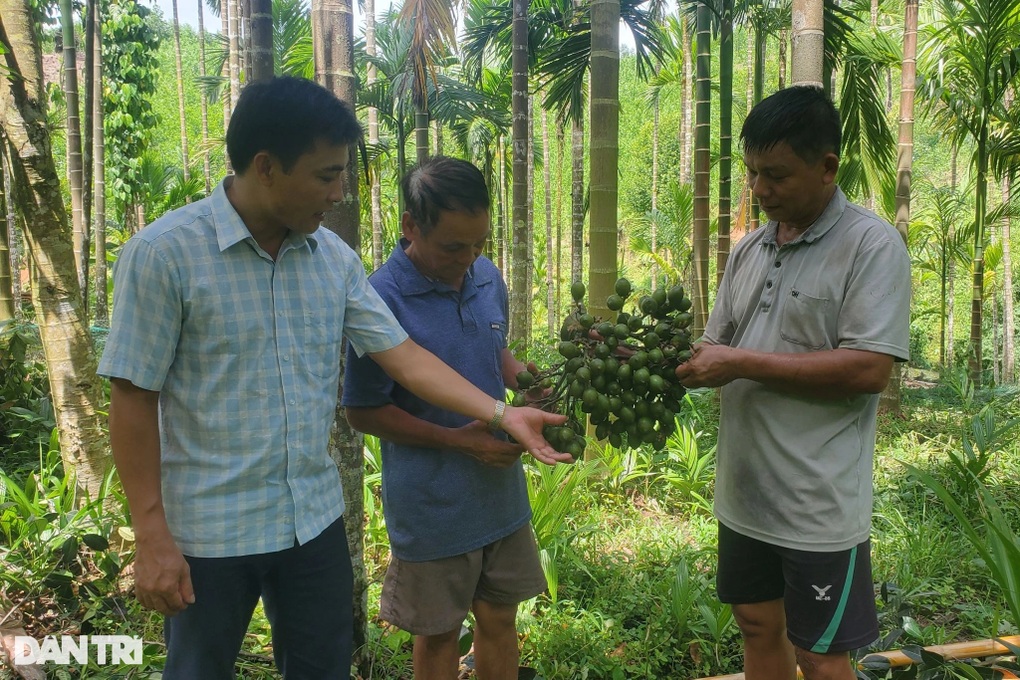 Giá cau cao tăng như vàng, nông dân ôm hàng chờ - 2