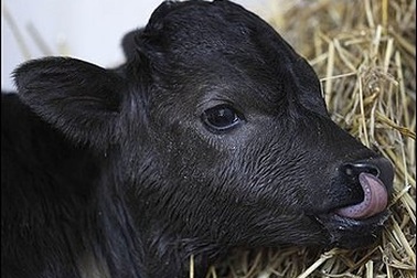 Tây Ban Nha tuyên bố nhân bản thành công bò tót