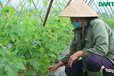 Tất bật khôi phục sản xuất tại vùng chuyên canh rau Quảng Nam