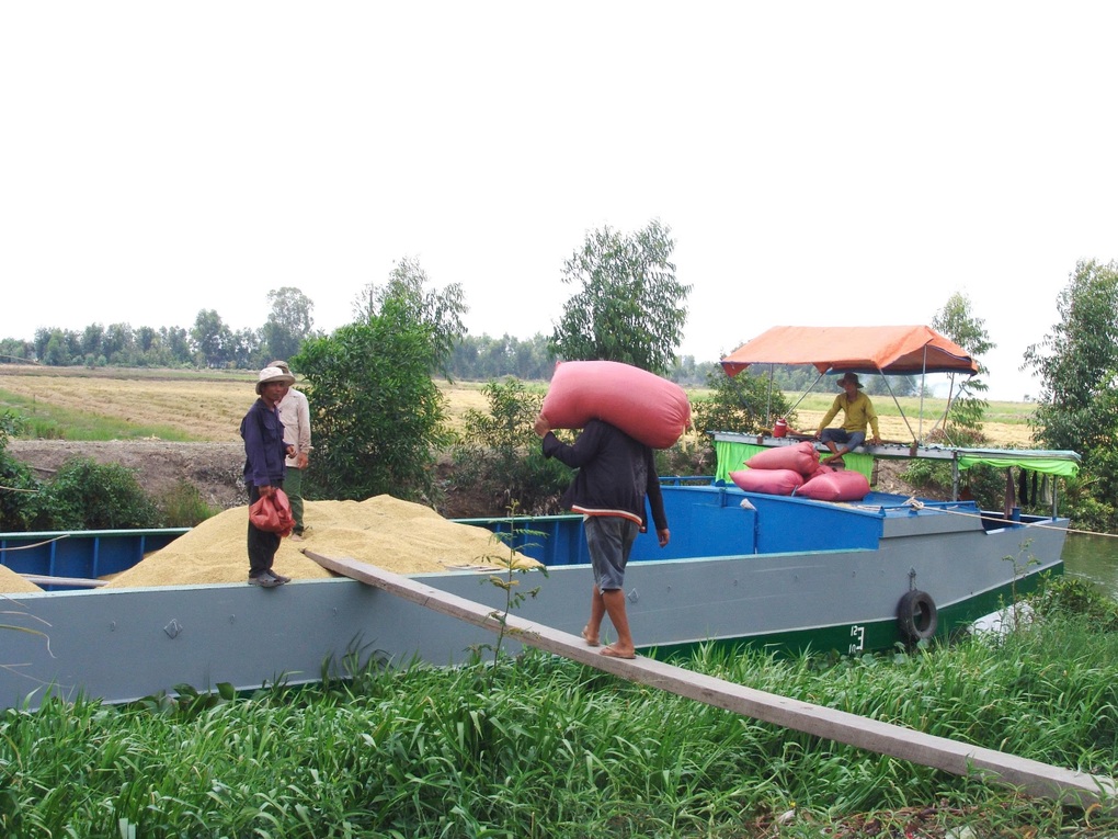 Nông dân lo lắng vì lúa giảm giá, VFA kiến nghị sớm mua tạm trữ - 2