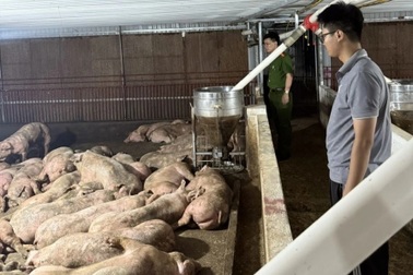 Đàn lợn nhiễm virus tai xanh trên đường về Hà Nội tiêu thụ