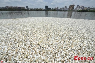 Hơn 20 tấn cá chết trắng hồ ở Trung Quốc