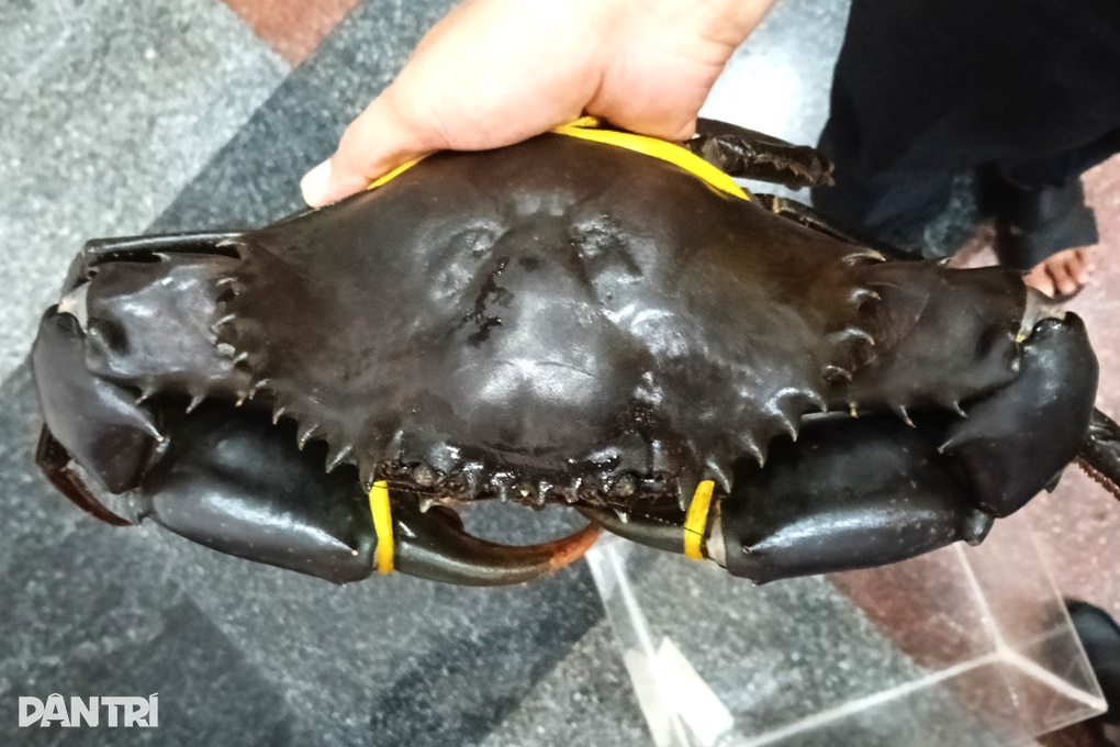 Xác lập con cua Cà Mau lớn nhất nặng hơn 1,8kg - 2 Xác lập con cua Cà Mau lớn nhất nặng hơn 1,8kg - 2