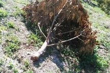 Ráo riết truy tìm manh mối vụ vườn "cây tỷ đô" bị chặt phá