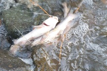 Trại heo xả thải, cá chết nổi lềnh bềnh trên suối