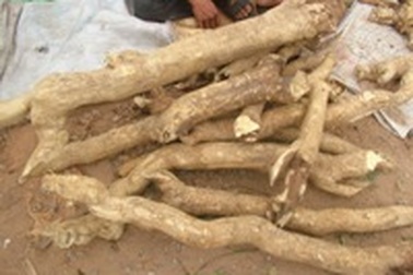 Người dân đổ xô xới tung đồi cát tìm cây “thần dược”