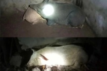 Ô tô chở lợn nghi mắc bệnh thả ở vườn cao su, người dân bắt về nuôi