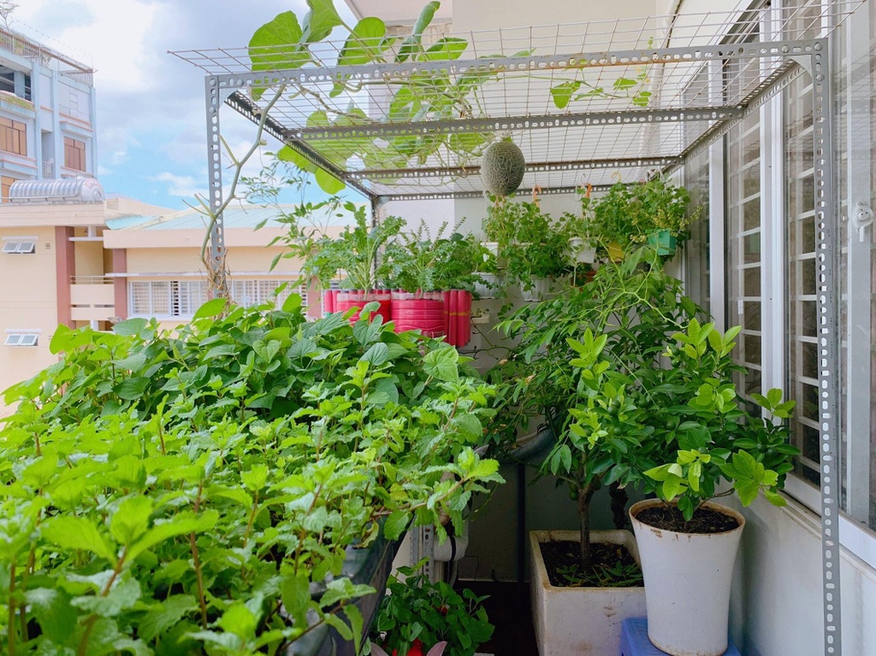 Những khu vườn 3m2 nhỏ nhưng có võ ở Việt Nam, ai nhìn cũng mê - 2 Những khu vườn 3m2 nhỏ nhưng có võ ở Việt Nam, ai nhìn cũng mê - 2