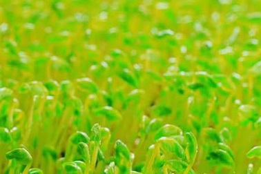 Mỗi loại rau mầm một công dụng