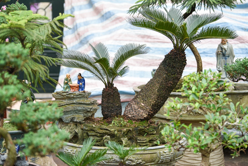 Vạn tuế bonsai mini chơi Tết giá chục triệu đồng ở Hà Nội - 1 Vạn tuế bonsai mini chơi Tết giá chục triệu đồng ở Hà Nội - 1