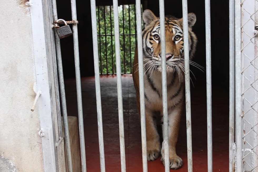 Vì sao không thể tùy tiện nuôi và nhân giống động vật quý, hiếm? - 3 Vì sao không thể tùy tiện nuôi và nhân giống động vật quý, hiếm? - 3