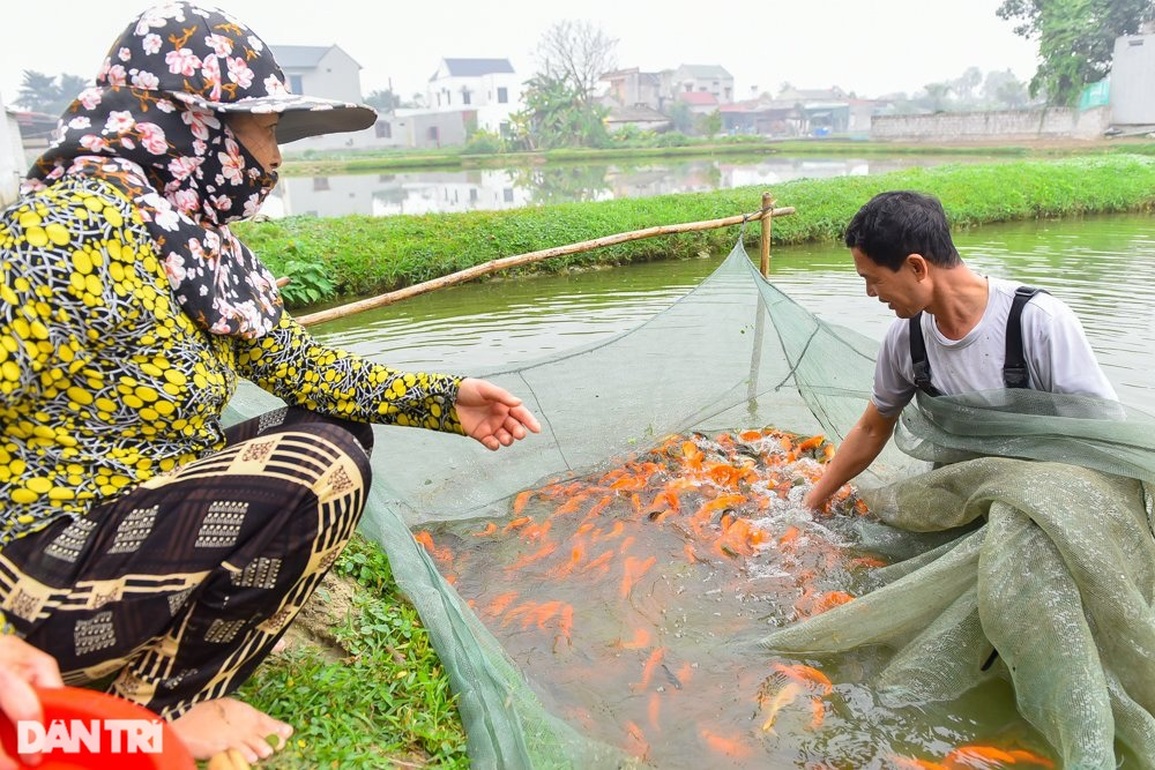 Thu trăm triệu đồng nhờ bán Thu trăm triệu đồng nhờ bán