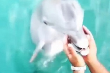 Cá heo trả lại chủ nhân chiếc điện thoại bị đánh rơi xuống biển