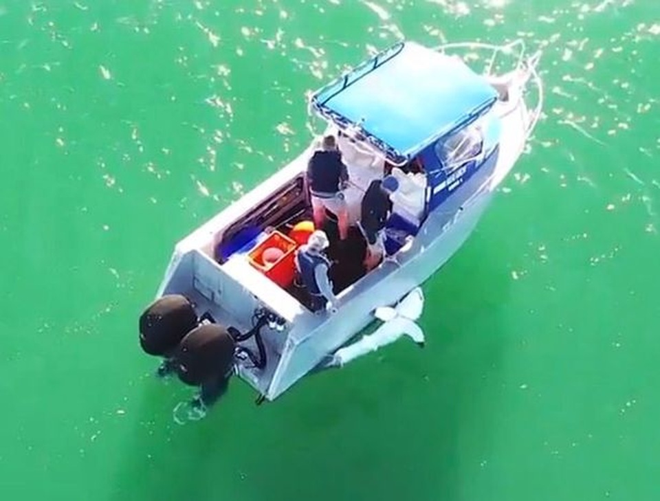 VĐV lướt sóng qua đời thương tâm vì bị cá mập tấn công - 2 VĐV lướt sóng qua đời thương tâm vì bị cá mập tấn công - 2