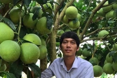 Làm giàu ở nông thôn: Bí quyết trồng bưởi đỏ sai quả như chùm nho ở xứ Mường