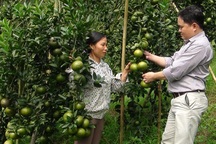 Biến đồi hoang thành vườn cam bạc tỷ