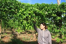 Dân “khốn đốn” vì trồng chanh không quả, công ty bao giống “lặn mất tăm”