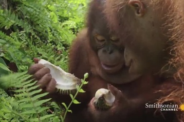 Xem phản ứng của đười ươi khi lần đầu thử ăn sầu riêng