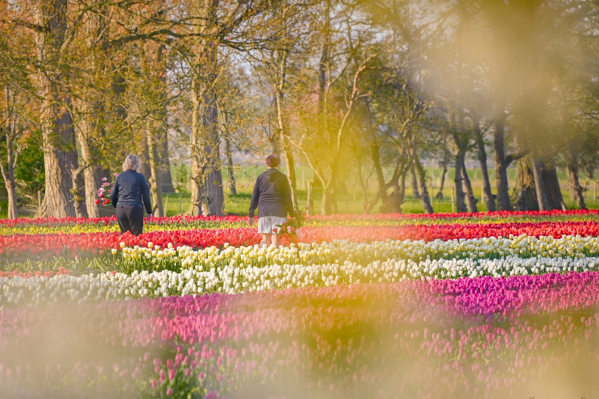 Mãn nhãn cánh đồng hoa tulip đẹp như cổ tích ở ngôi làng cổ 400 tuổi - 15 Mãn nhãn cánh đồng hoa tulip đẹp như cổ tích ở ngôi làng cổ 400 tuổi - 15