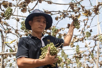 Thủ phủ nho của cả nước cắt bỏ hàng tấn nho vụ Tết sau trận lũ lịch sử