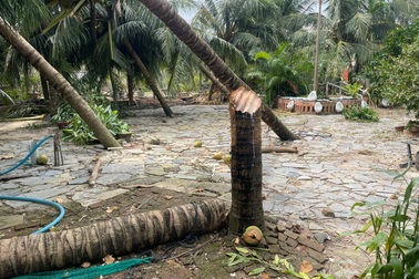 Chủ cây dừa nổi tiếng trong clip "tôn bay cắt đứt lìa cây" nói gì?