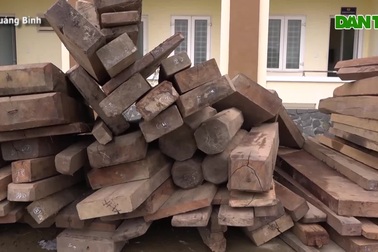 Video: Hiện trường và tang vật vụ phá rừng quy mô lớn tại Quảng Bình