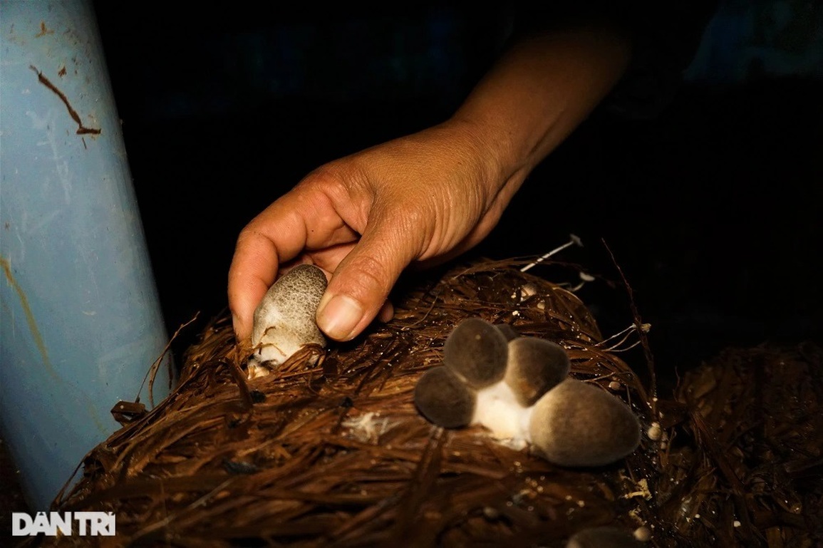 Cuối năm, nông dân lội nước, đạp rơm rạ thành tiền lo Tết - 3