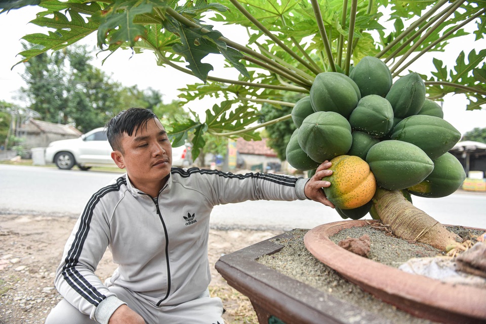 Săn đu đủ bonsai dáng siêu độc, quả đẻ chi chít chơi Tết - 10 Săn đu đủ bonsai dáng siêu độc, quả đẻ chi chít chơi Tết - 10