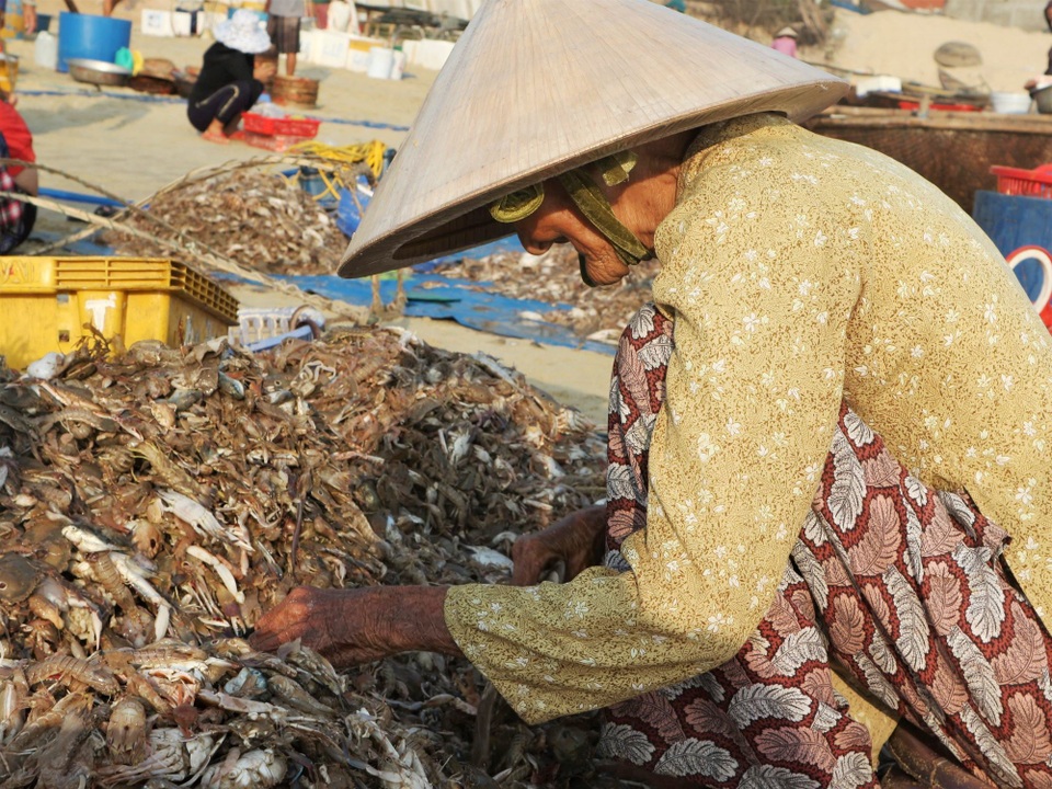 Khám phá khu chợ cá chỉ họp vào mùa hè suốt 18 năm ở Quảng Nam - 7 Khám phá khu chợ cá chỉ họp vào mùa hè suốt 18 năm ở Quảng Nam - 7