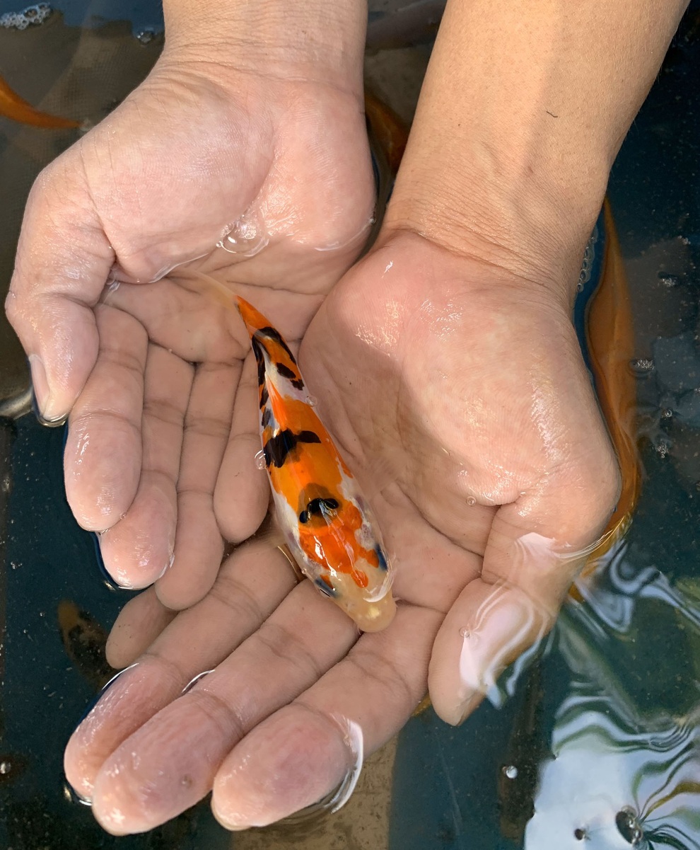 Bỏ nghề kỹ sư về quê đào ao nuôi cá, 9x Hải Phòng kiếm tiền tỷ đều tay - 4