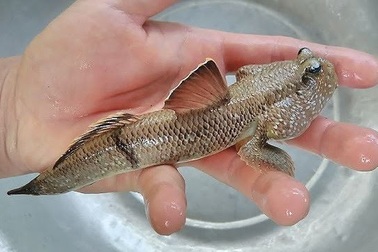 Quái kiệt biến cá đặc chủng độc, lạ thành cá kiểng, tiền đô thu đều